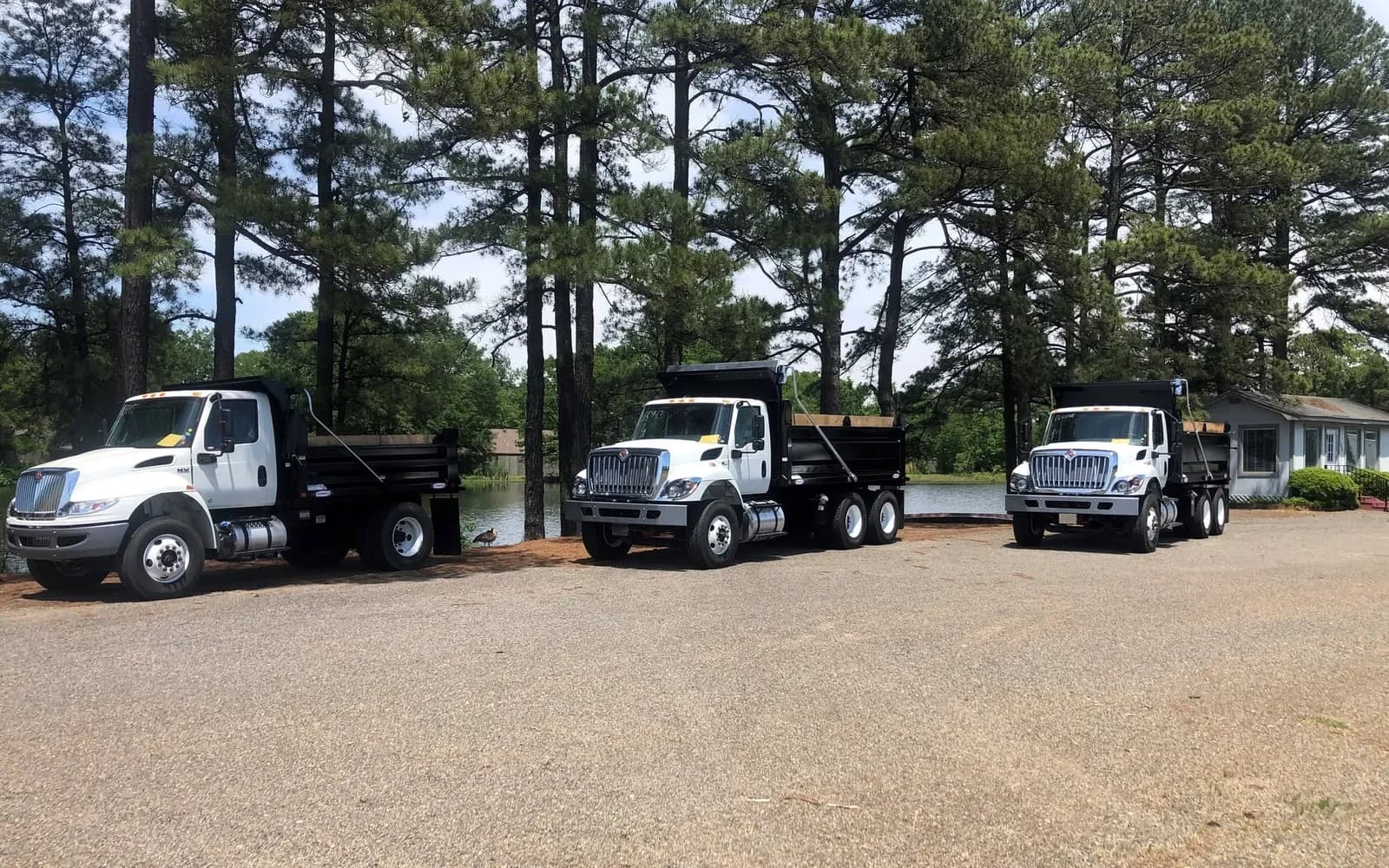 Three white International dump trucks with black dump bodies parked in a row under pine trees